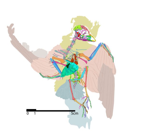 Figure 3. Tracing of Eocypselus, identifying bones by color.