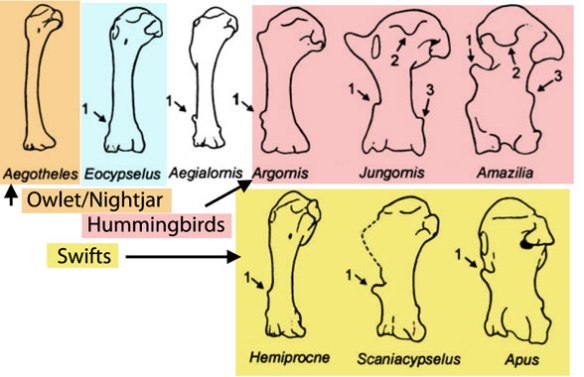 The evolution of the humerus in Eocypselus, swifts and hummingbirds. 