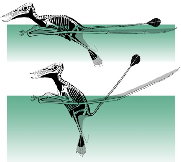 Figure 4. Two configurations for Rhamphorhynchus. Because the wings act like pontoons, the torso and skull can be rotated relative to the wings to adopt a variety of floating configurations. Also note the large webbed feet, preserved in the darkling specimen. The tail can be elevated at its base.