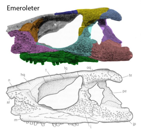 Figure 1. Emeroleter skull showing lateral temporal fenestra, as also shown in its sisters Macroleter, Romeriscus and Lanthanosuchus.