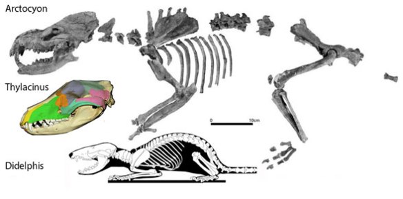 Figure 3. Arctocyon is no longer an ungulate placental, but a carnivorous marsupial, close to Thylacinus. 