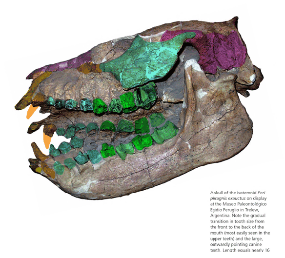 Figure 1. Periphrangis was considered a notoungulate, but it is clearly a wombat with four molars and a jugal that contacts the jaw glenoid, among several other identifying traits. 