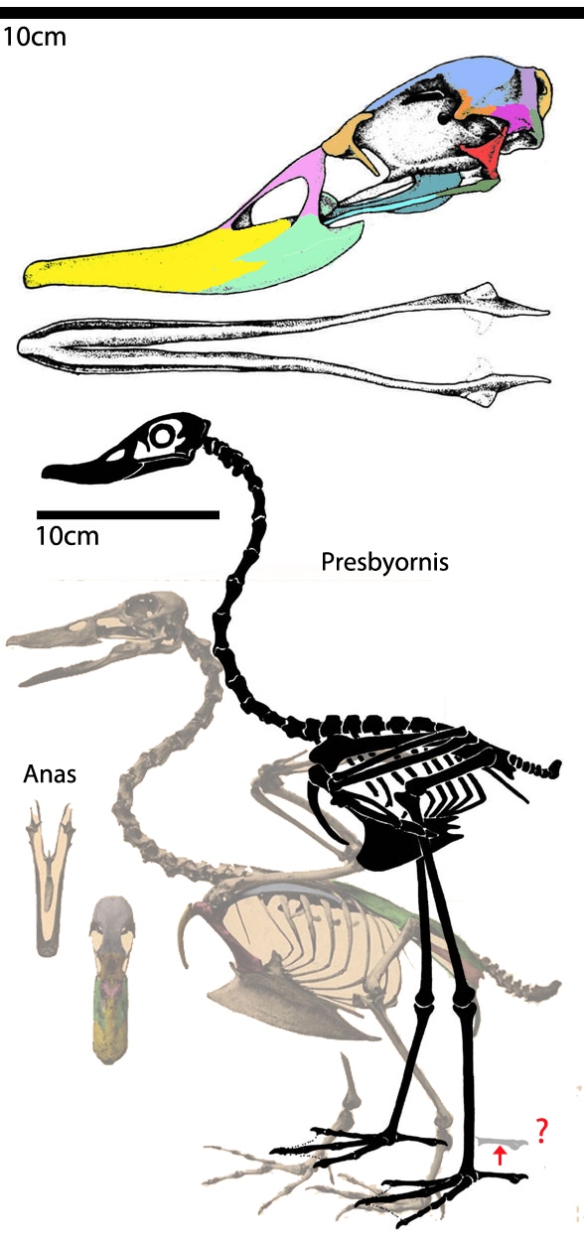 Figure 4. Presbyornis is the prehistoric long-legged duck.
