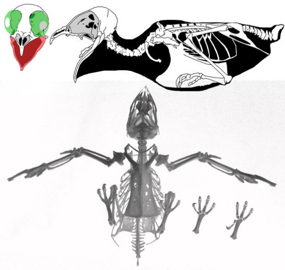 Figure 2. Apus the common swift is actually a close relative of the falcon and owl, not a hummingbird.