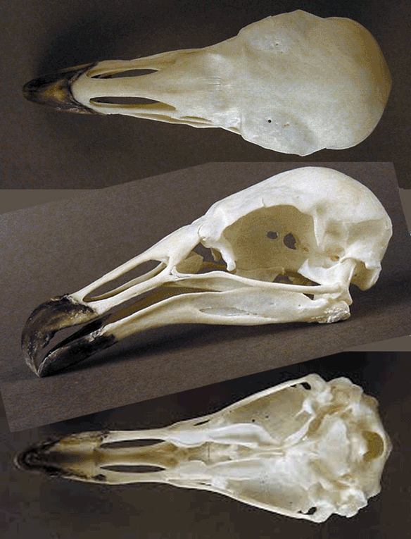 Figure 3. Coragyps atratus, the extant black vulture.