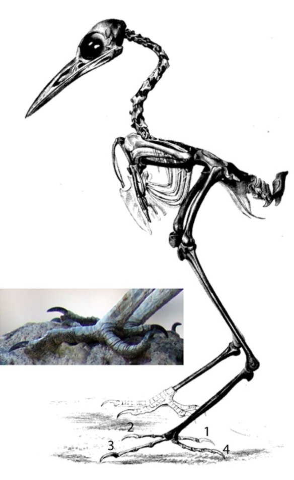 Figure 2. Geococcyx the roadrunner skeleton. Note the crane-like proportions of this small land heron. 