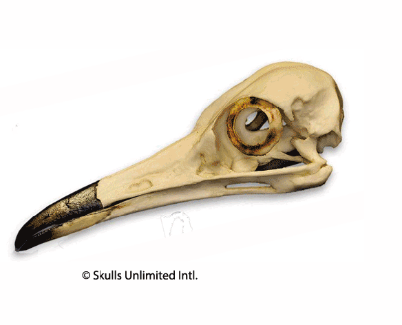 Figure 1. GIF animation of Geococcyx skull matched to surface feathers. Distinct from other birds tested so far, the nares is far forward, apart from the antorbital fenestra.