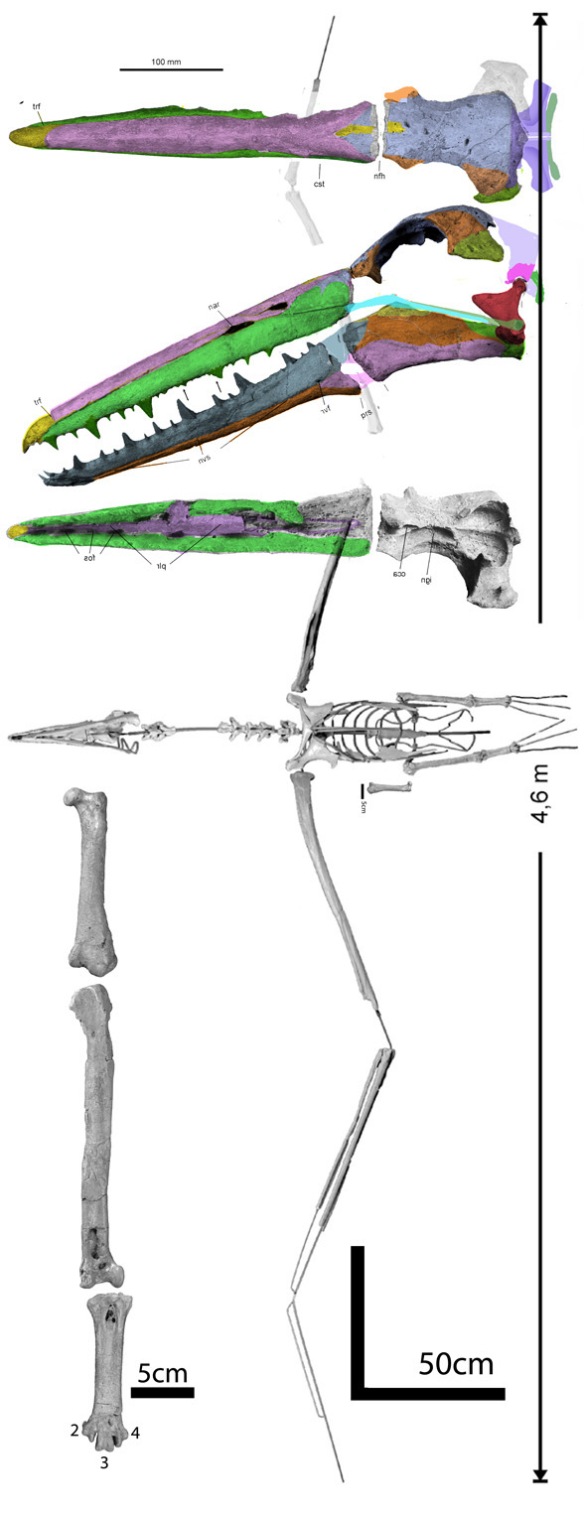 FIgure 1. Pelagornis, new reconstruction of skull along with overall reconstruction from Mayr and Rubilar-Rogers