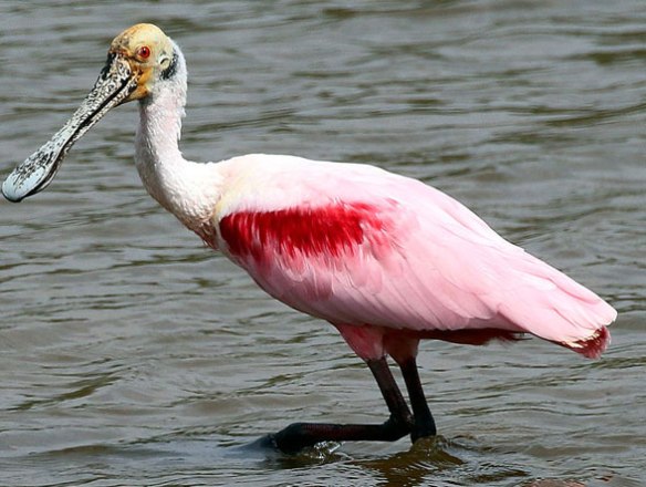 Figure 1. The roseate spoonbill (genus: Platalea) in vivo. Traditionally spoonbills and storks have been nested together. Here it nests between storks and ducks. 