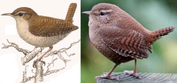 Figure 1. The Eurasian wren, Troglodytes troglodytes, nests with the dipper, Cinclus, close to kingfishers and penguins. 
