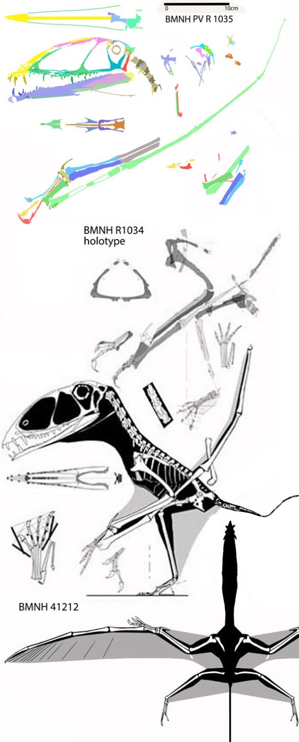 Figure 2. Images of Dimorphodon from ReptileEvolution.com. The tail attributed to Dimorphodon is shown in figure 3.