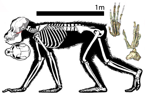 Figure 3. Proconsul displays primitive traits for chimps and humans. It did not walk on its knuckles.