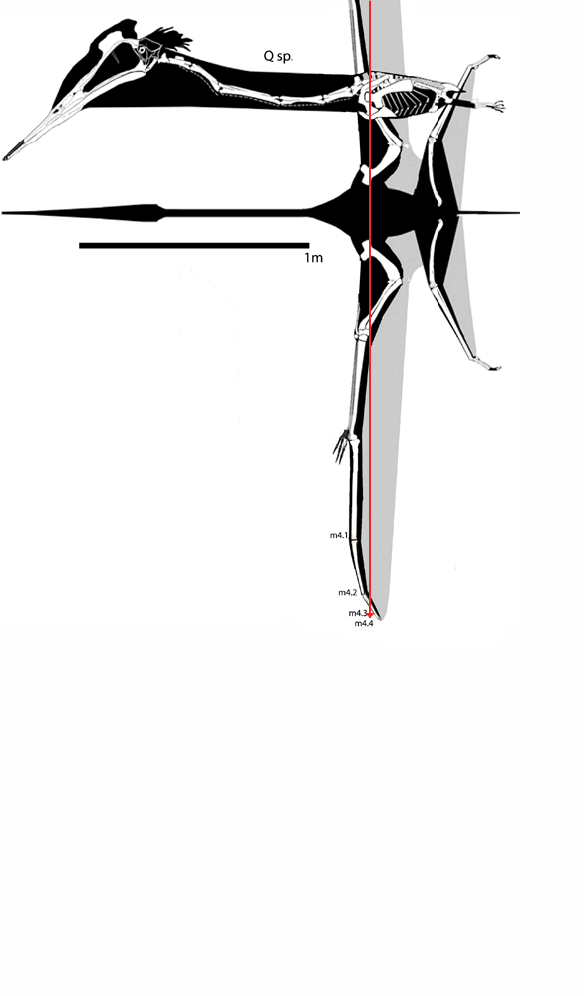 Figure 2. Q. northropi and Q. sp. compared to Ciconia, the stork, and Pelagornis, the extinct gannet, to scale. That long neck and large skull of Quetzalcoatlus would appear to make it top heavy relative to the volant stork, despite the longer wingspan. Pteranodon and other flying pterosaurs do not have such a large skull at the end of such a long neck (Fig. 1). The longer wings of pelagornis show what is typical for a giant volant tetrapod, and Q. sp. comes up short in comparison.