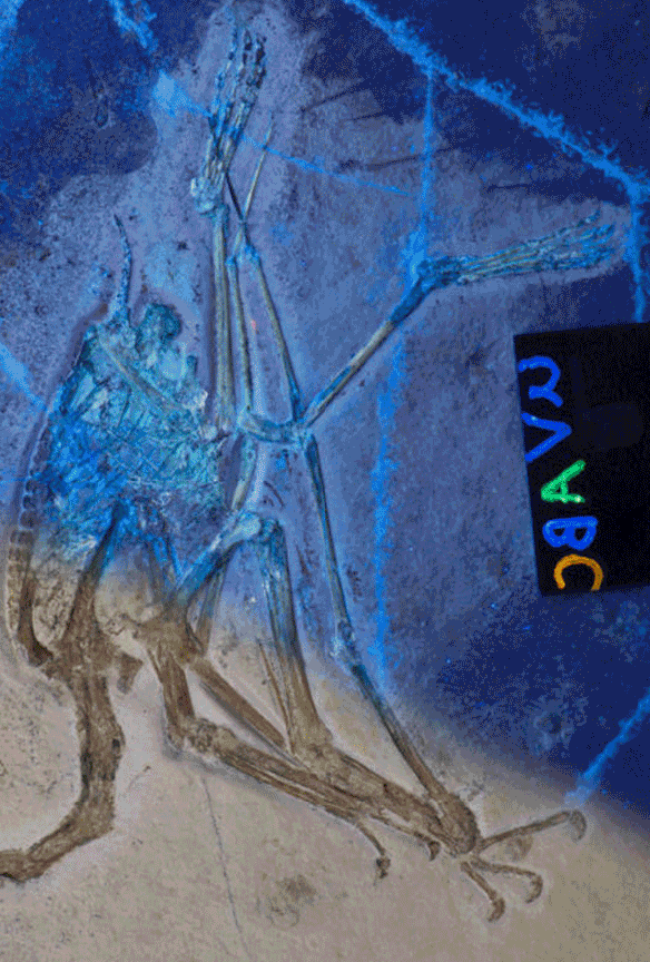 Figure 1. Coloring the bones and membranes of this pterosaurs helps identify them here. 