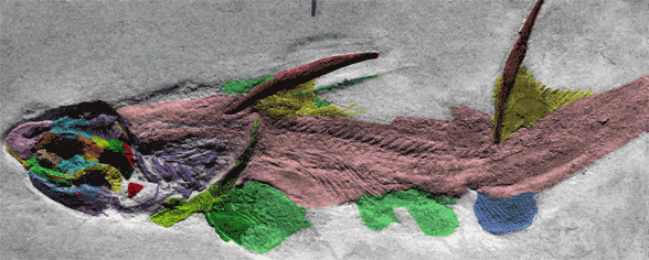 Figure 2. Hybodus fraasi fossil in situ is 50x larger than an adult Prohalecites, the basalmost bony fish.