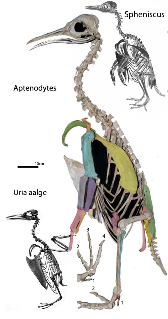FIgure 2. Uria aalge and Aptenodytes, two taxa in the origin of penguins. Despite their apparent differences, the LRT nests these three taxa together in a single clade.