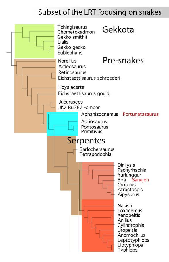 Figure 1. Subset of the LRT focusing on snakes and their ancestors including tested gekkos.