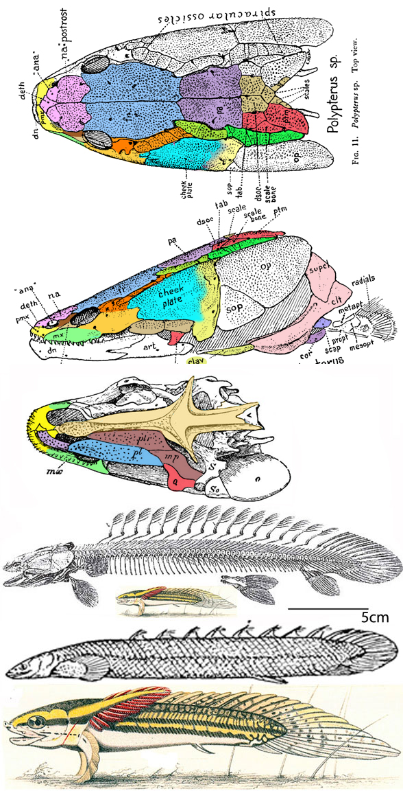 Figure 3. Polypterus is a lungfish relative, not a Beishanichthys relative.