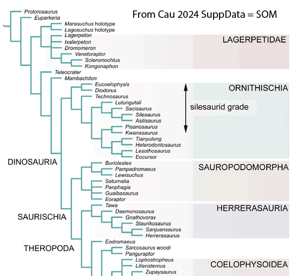 Figure 4. Portion of a cladogram from Cau 2024 SuppData (SOM). Second frame indicates clades in the LRT. One of these two is a little shuffled due to taxon excluion and other factors. Cau includes many taxa known from scraps that do not appear in the LRT. 