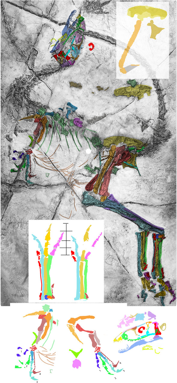 Figure 1. GMN 2124 aka NGMC 2124 in situ. Colors and reconstructions added here. Note the short metatarsal 3. This is not seen in other theropods. This morphology largely prevents flexion and extension of the proximal pedal phalanges.
