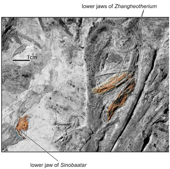 Figure 1. Stomach contents of NGMC2124 include jaw elements from two small Jurassic mammals.