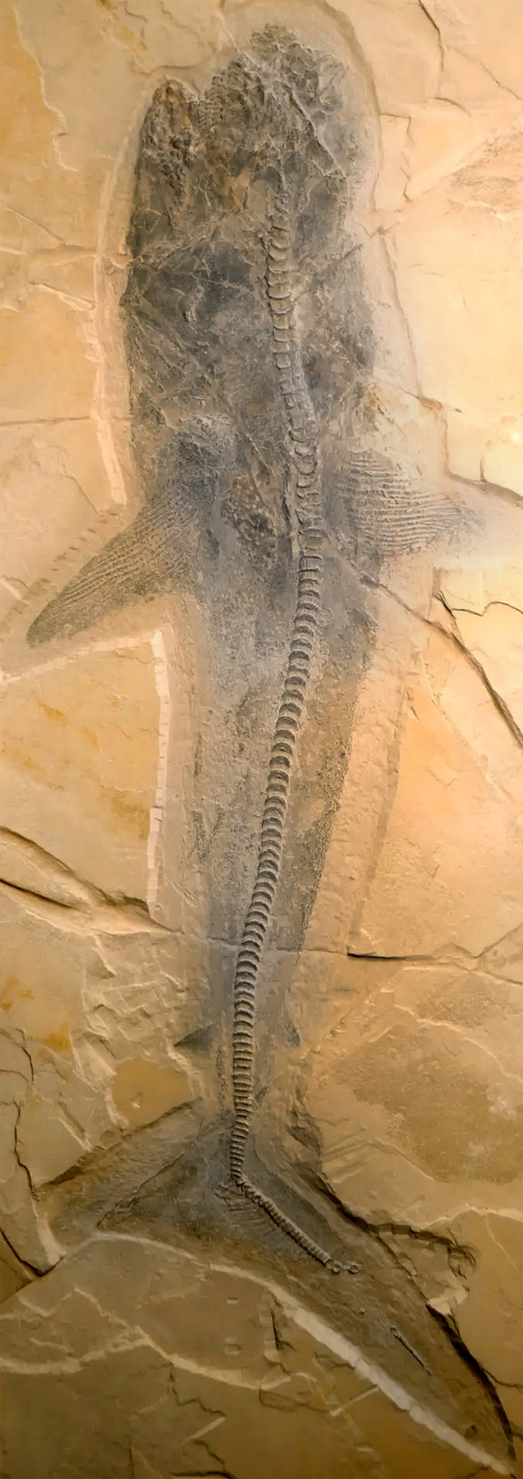 Figure 2. Ptychodus fossil from theguardian.com. This one is different from the one stolen and recovered.