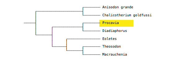 Figure 1. Subset of the LRT focusing on Procavia and relatives among the Chalicotheriidae and Liptoterna.