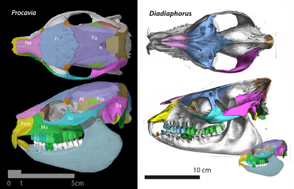 Figure 2. Skull of extant African Procavia and Miocene Argentinian Diadiaphorus. 