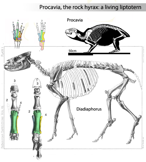 Figure 1. Skeletons of extant Procavia of Africa and Diadiaphorus of Miocene Argentina. 
