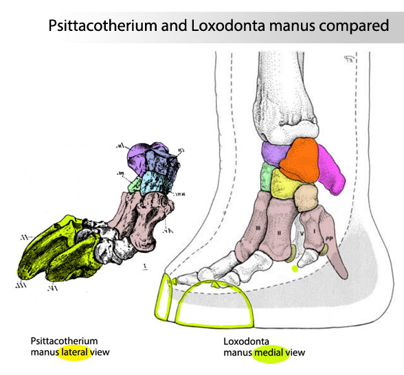 Figure 6. Psittacotherim and Loxodonta (African elephant) manus to scale. Colors added here.
