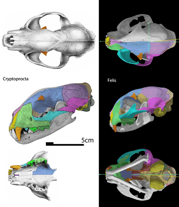 Figure 4. Cryptoprocta and Felis skulls to scale for comparison. Frame 2 reduces the Cryptoprocta skull to the size and shape of the Felis skull. 