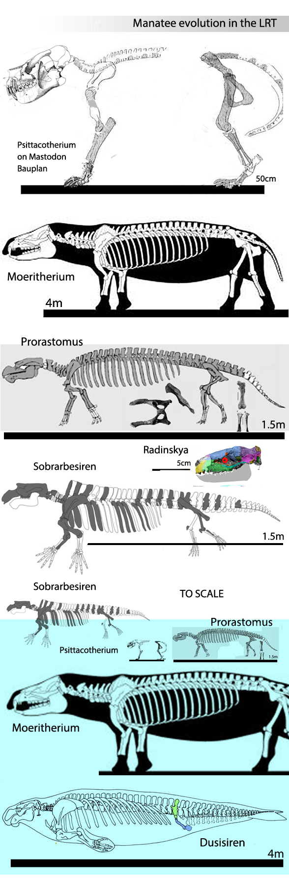 Figure 2. Skeletons of stylinodons (Psittacotherium), Moeritherium, Prorastomus and Dusisiren demonstrating the evolution of sea cows from these taxa in the LRT.