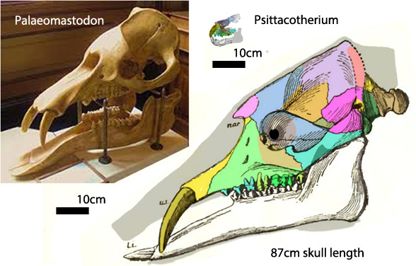Figure 4. Psittacotherium and Paleomastodon skulls to scale.