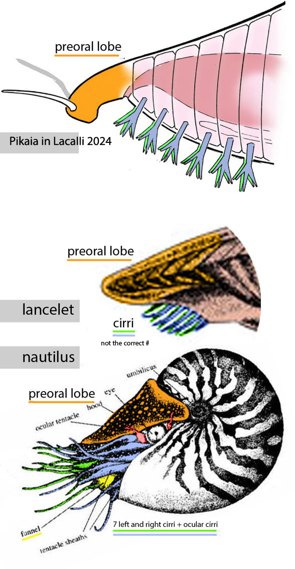 Figure 2. Pikaia compared to a lancelet and a nautilus.