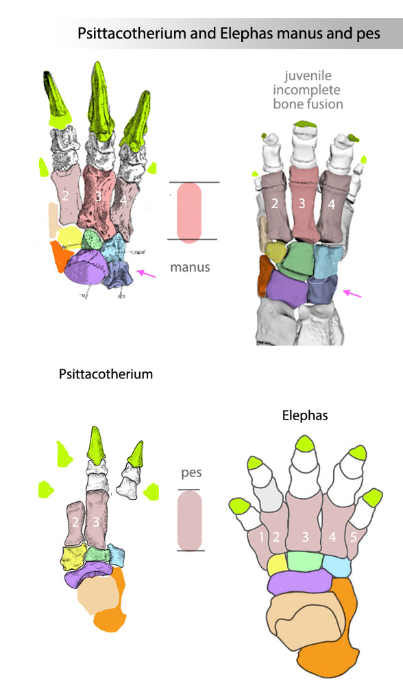 Figure 5. Manus and pes for Psittacotherium and Elephas. Colors added here. 