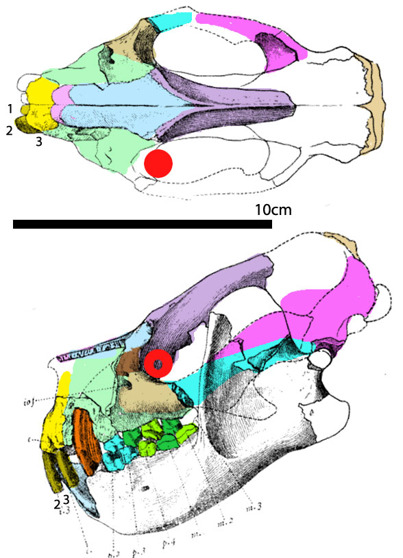 Figure 4. Psittacotherium skulls. Colors added here. Several differences here. I scored traits based on the photo material. Note the long incisors. This taxon currently nests basal to manatees + elephants.