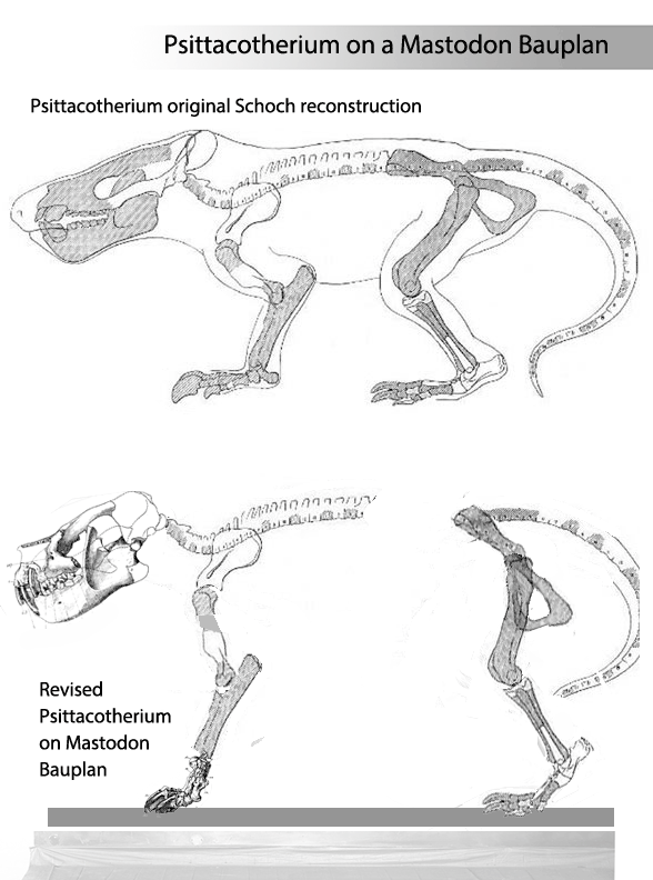 Figure 3. Psittacotherium skeleton compared to Mastodon and revised to fit the Mastodon Bauplan.